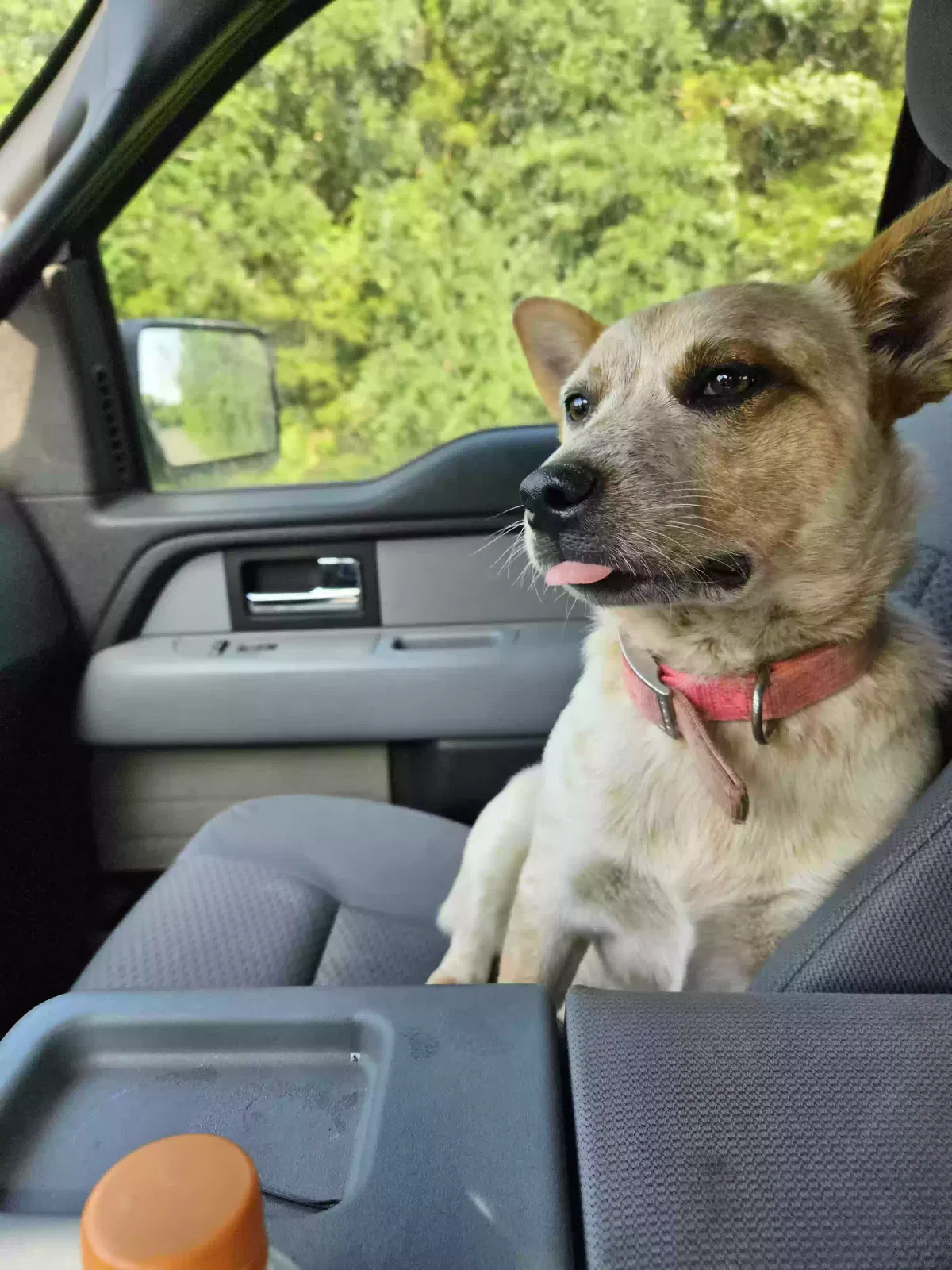 Lost dog in Colbert, OK, 74733