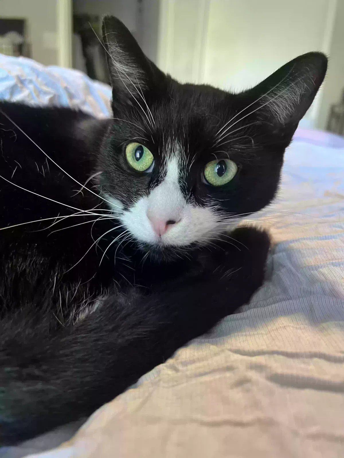 Lost cat in Tampa, FL, 33618
