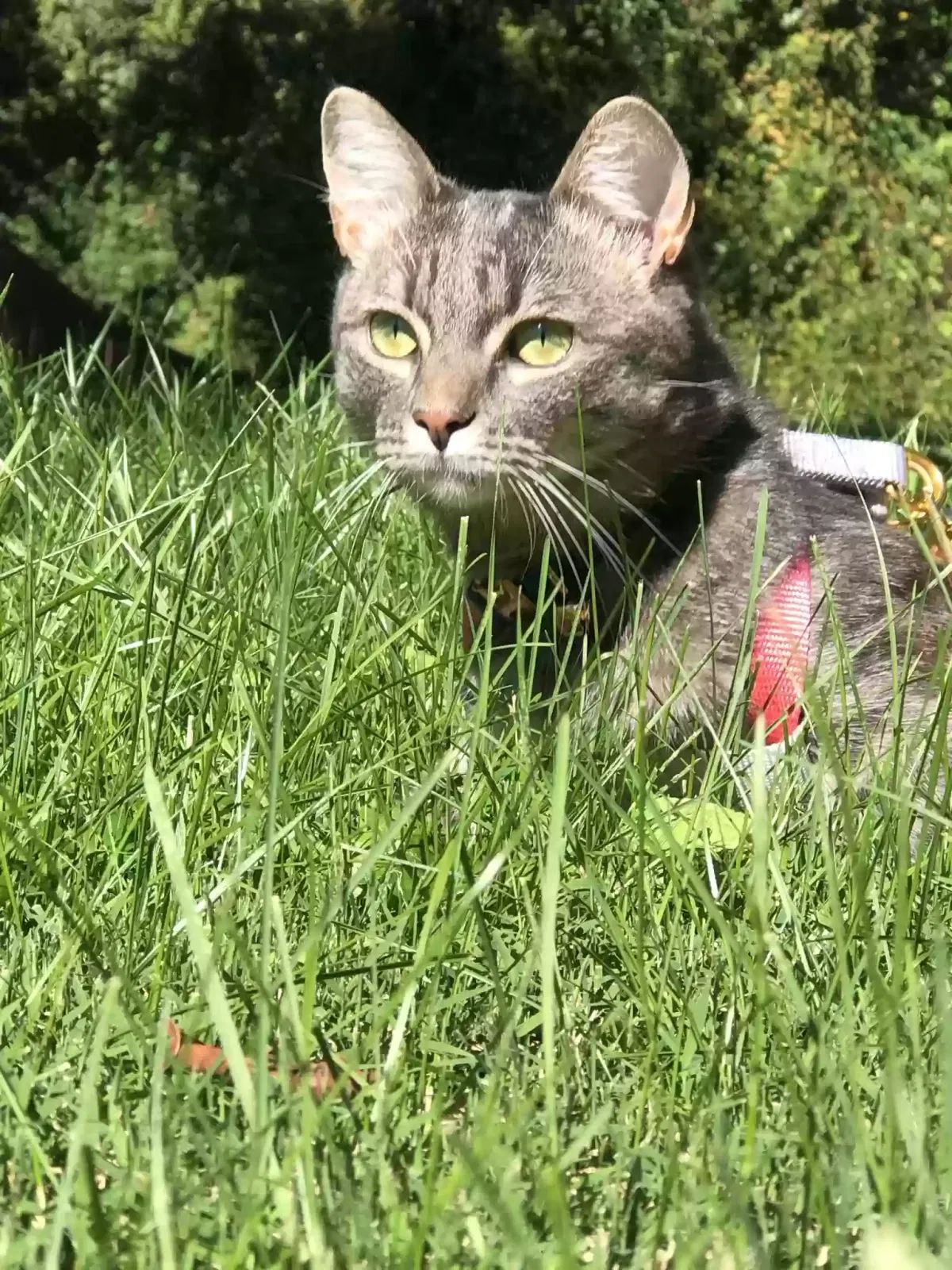 Lost cat in Lutherville Timonium, MD, 21093