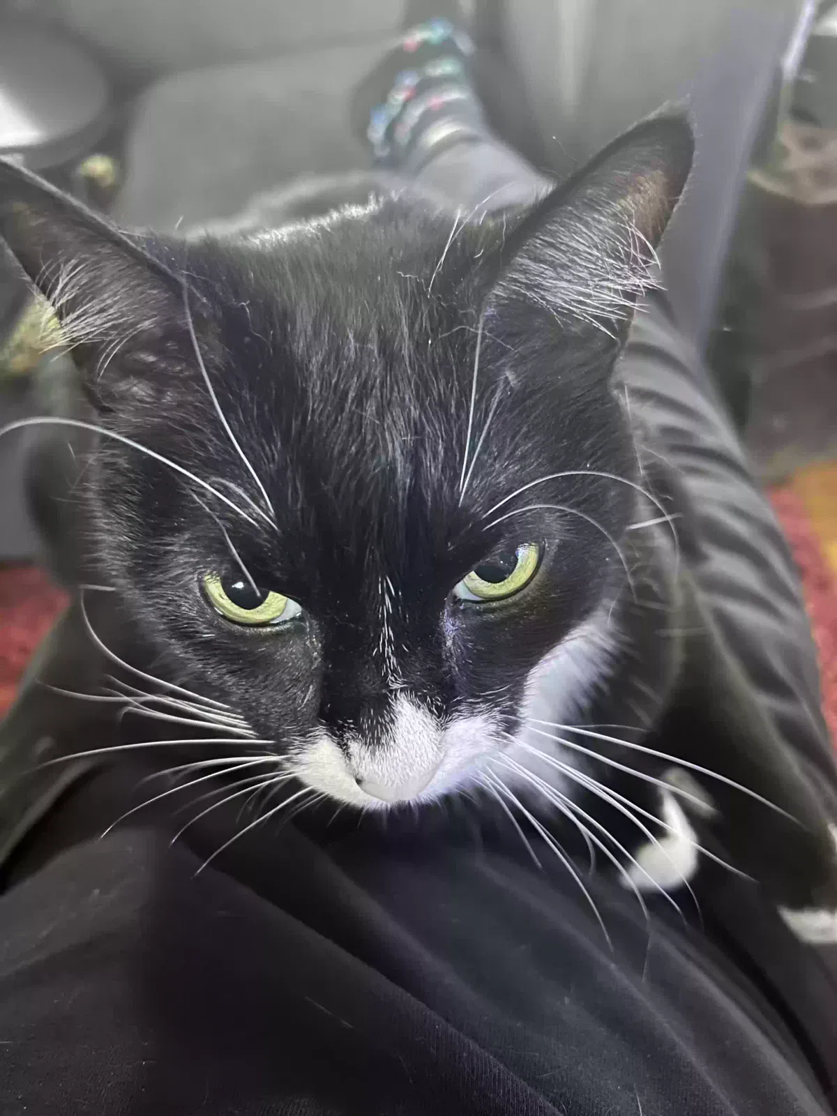 Lost cat in Vancouver, WA, 98661