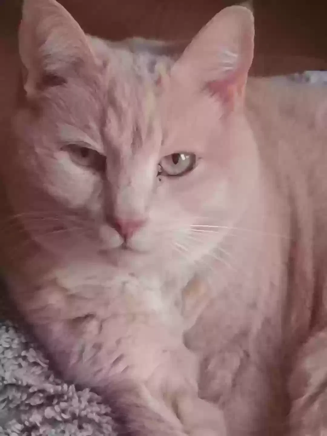 Lost cat in Lincolnton, NC, 28092