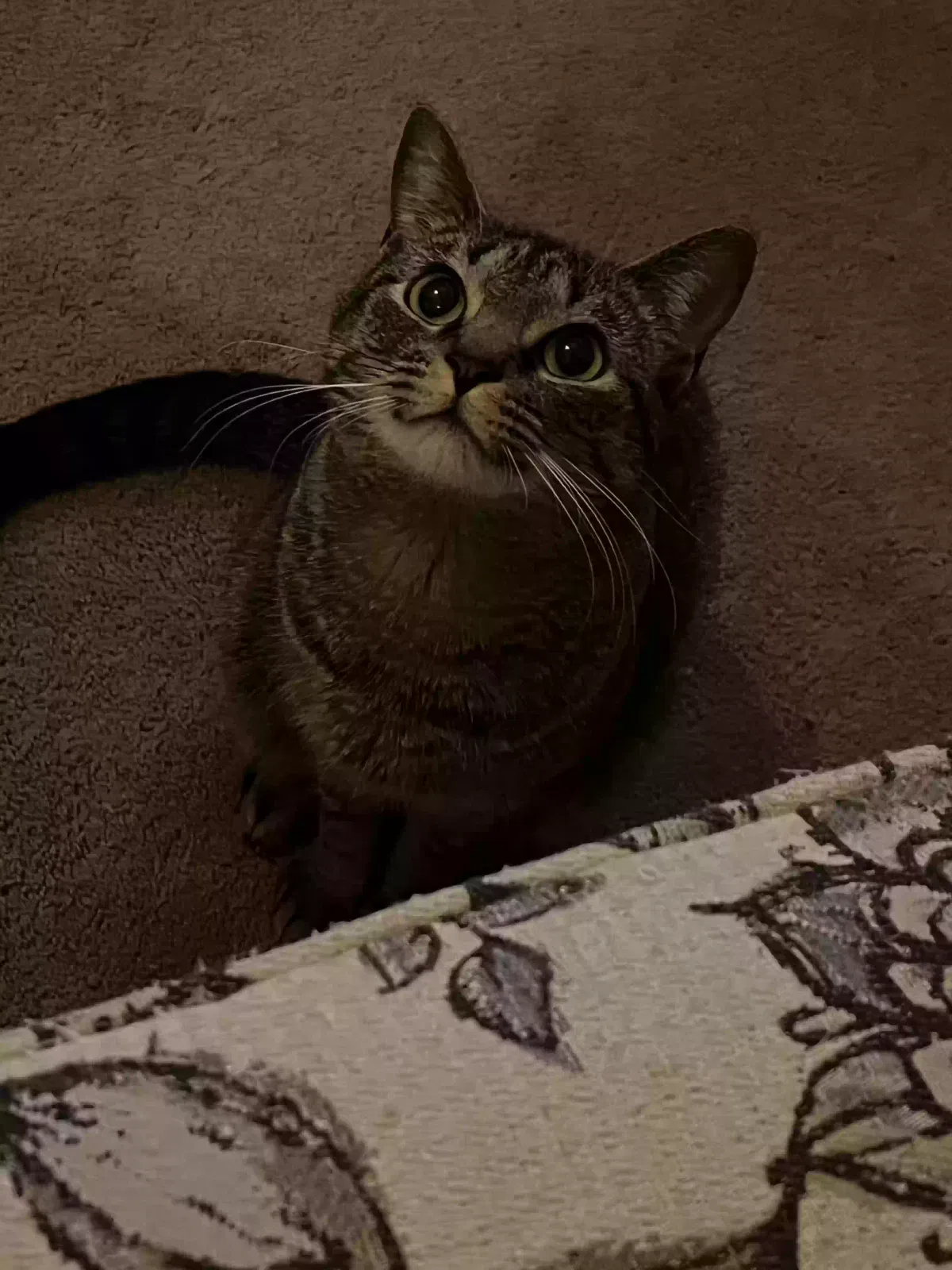 Lost cat in O Fallon, IL, 62269