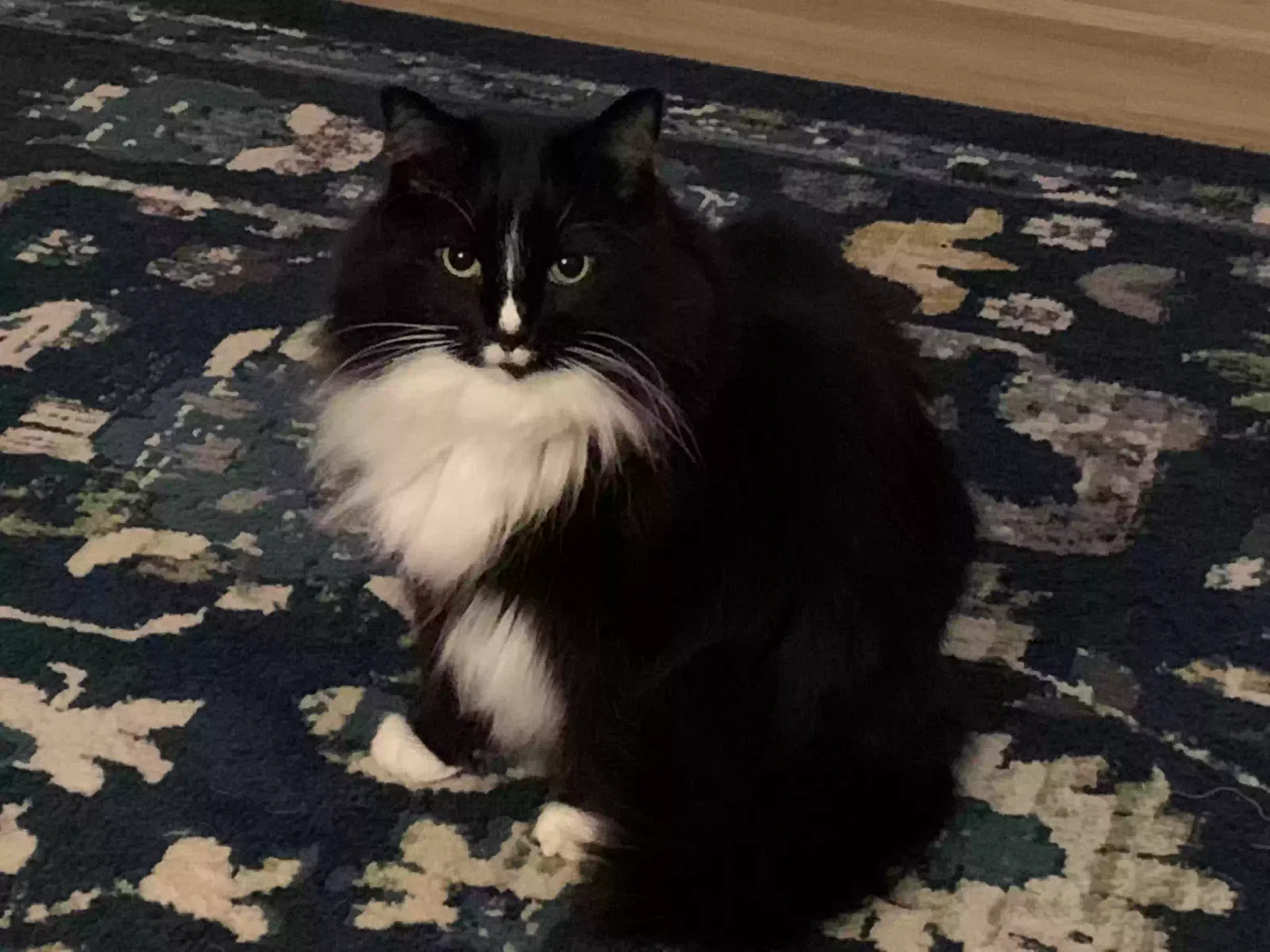 Lost cat in Statesville, NC, 28625