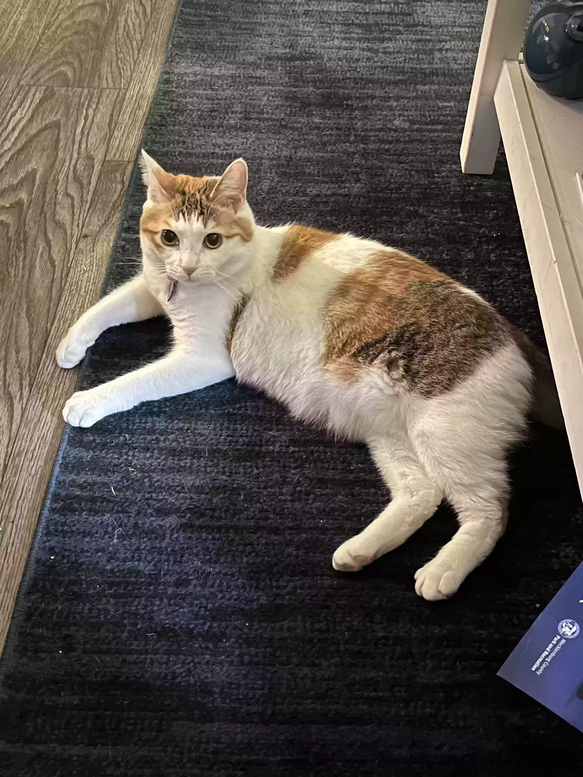 Lost cat in Rock Hill, SC, 29732