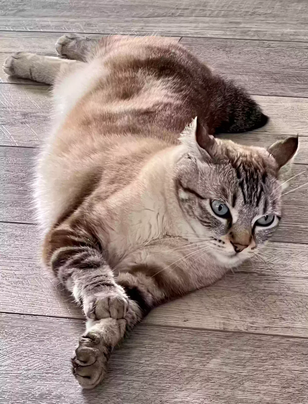Lost cat in Seattle, WA, 98199