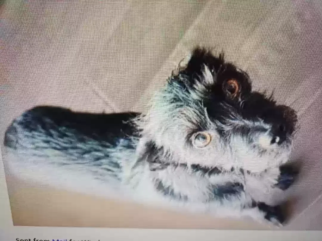 Lost dog in Queen Creek, AZ, 85142