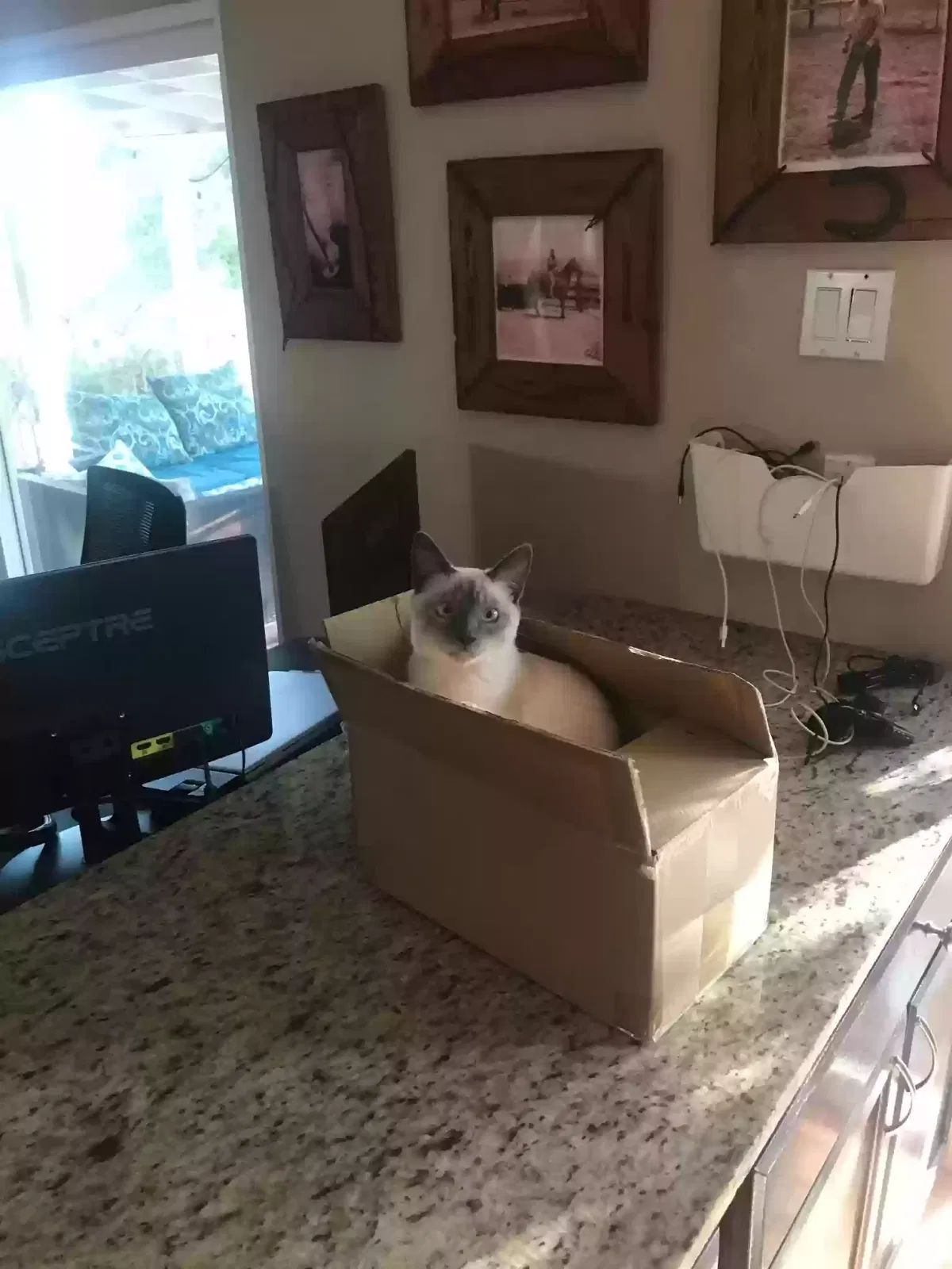 Lost cat in Alpine, CA, 91901