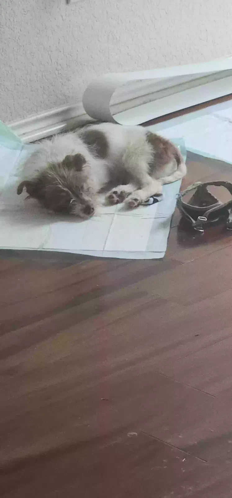Lost dog in Floresville, TX, 78114