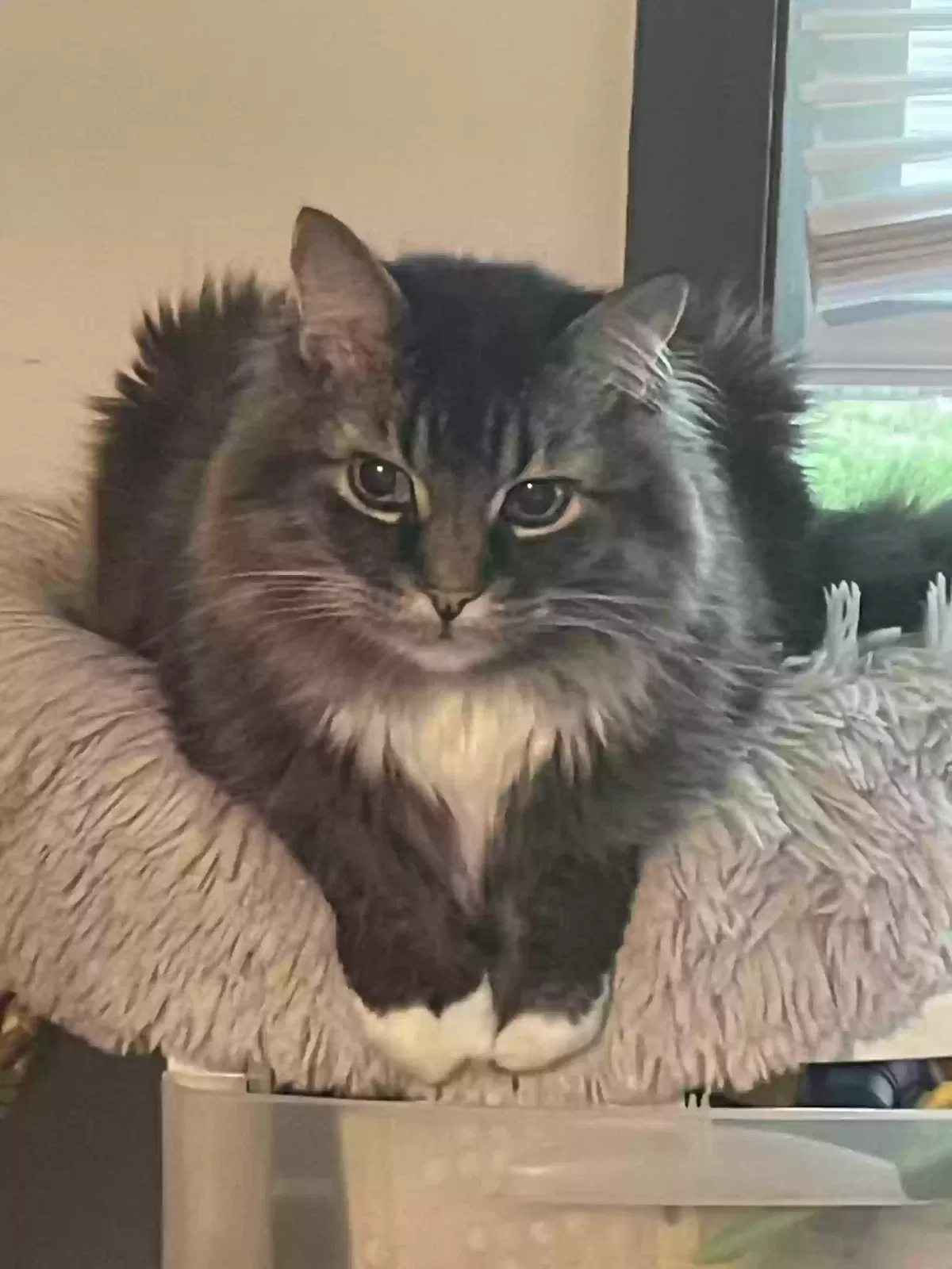 Lost cat in Saint Louis, MO, 63122