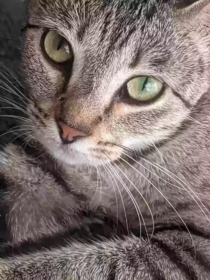 Lost cat in Jonesboro, AR, 72404
