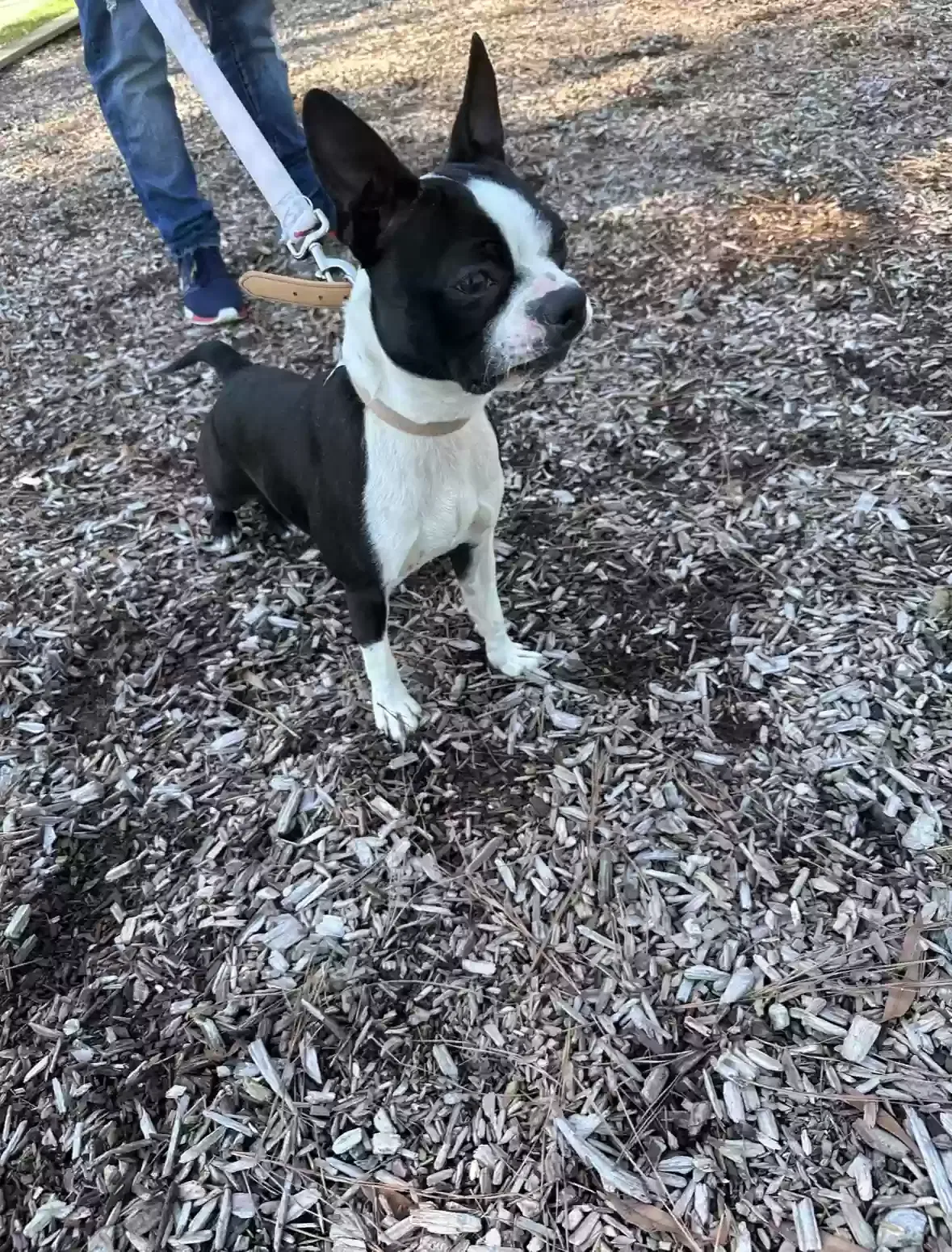 Lost dog in Baytown, TX, 77520