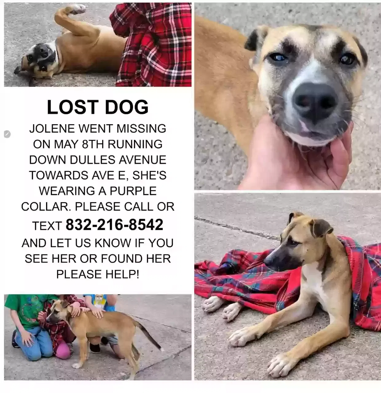 Lost dog in Stafford, TX, 77477