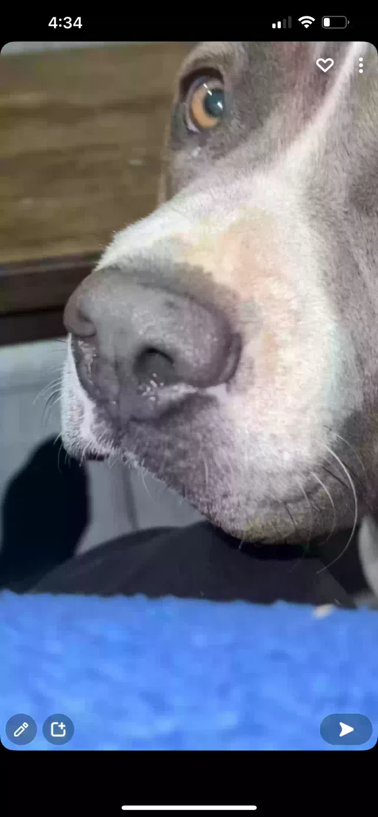 Lost dog in Glendale, AZ, 85302