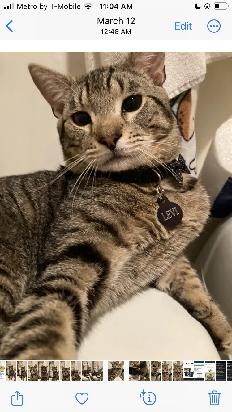 Lost cat in Long Beach, CA, 90805