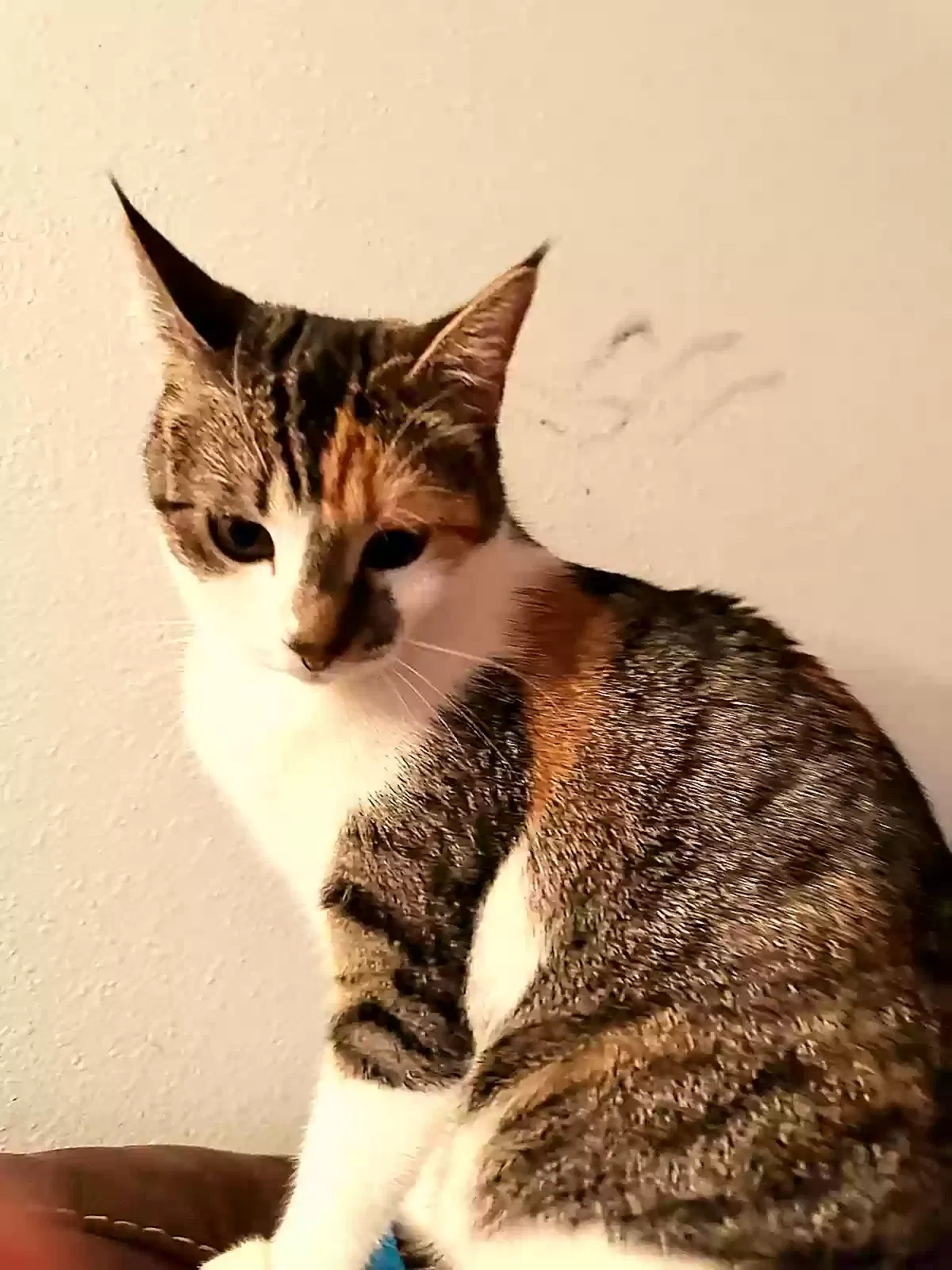 Lost cat in Sandy, OR, 97055