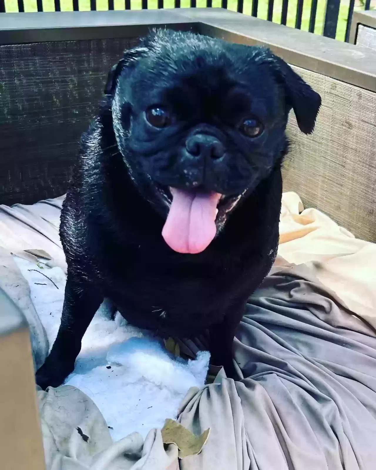 Lost dog in Palm Beach Gardens, FL, 33418