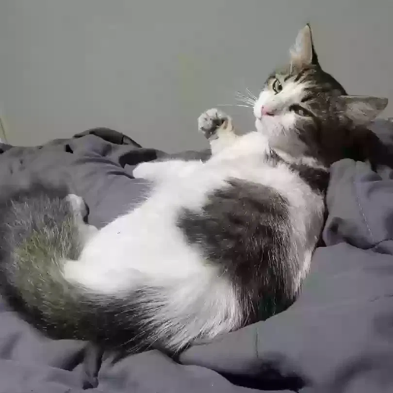 Lost cat in Saint Petersburg, FL, 33702
