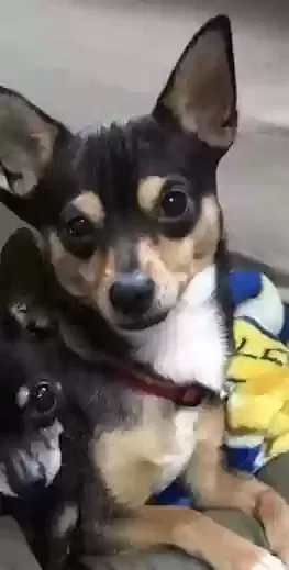 Lost dog in Discovery Bay, CA, 94505