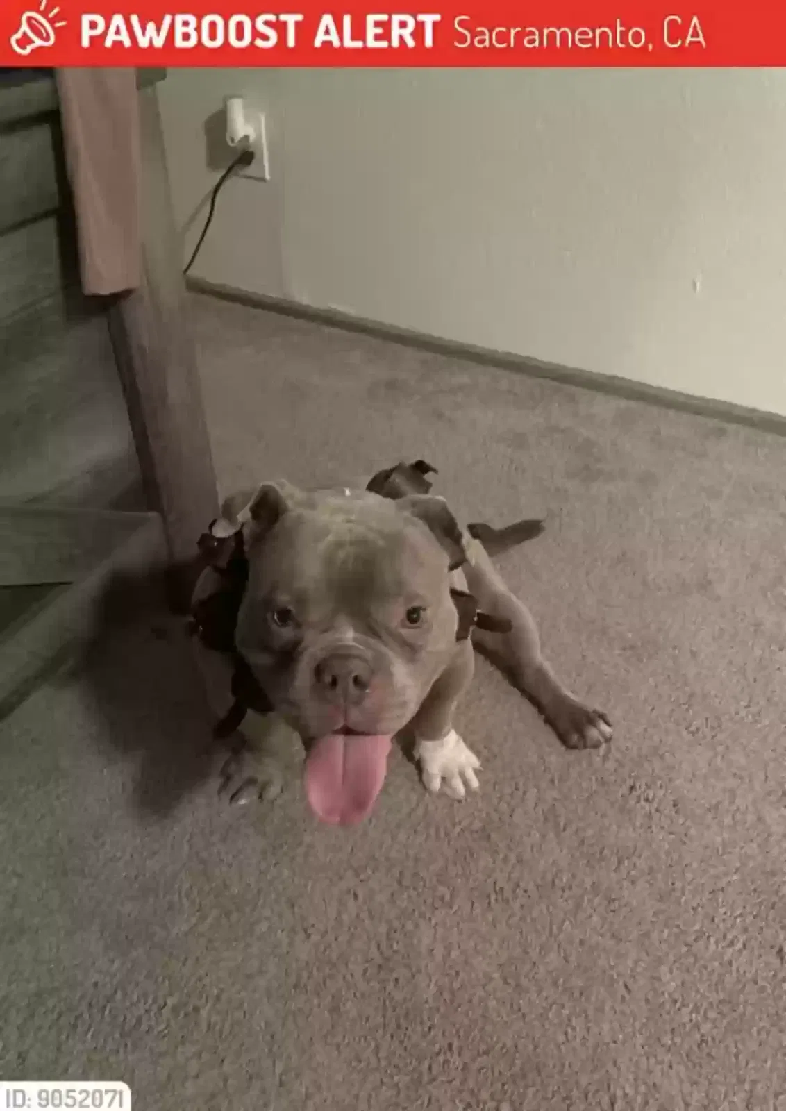 Lost dog in Sacramento, CA, 95825