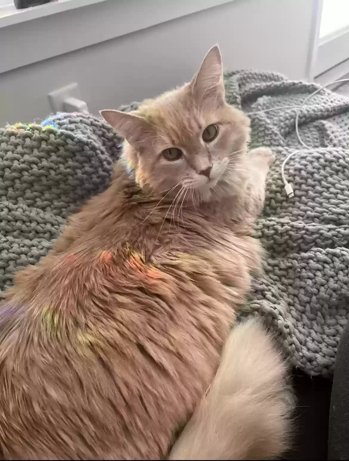 Lost cat in Galax, VA, 24333