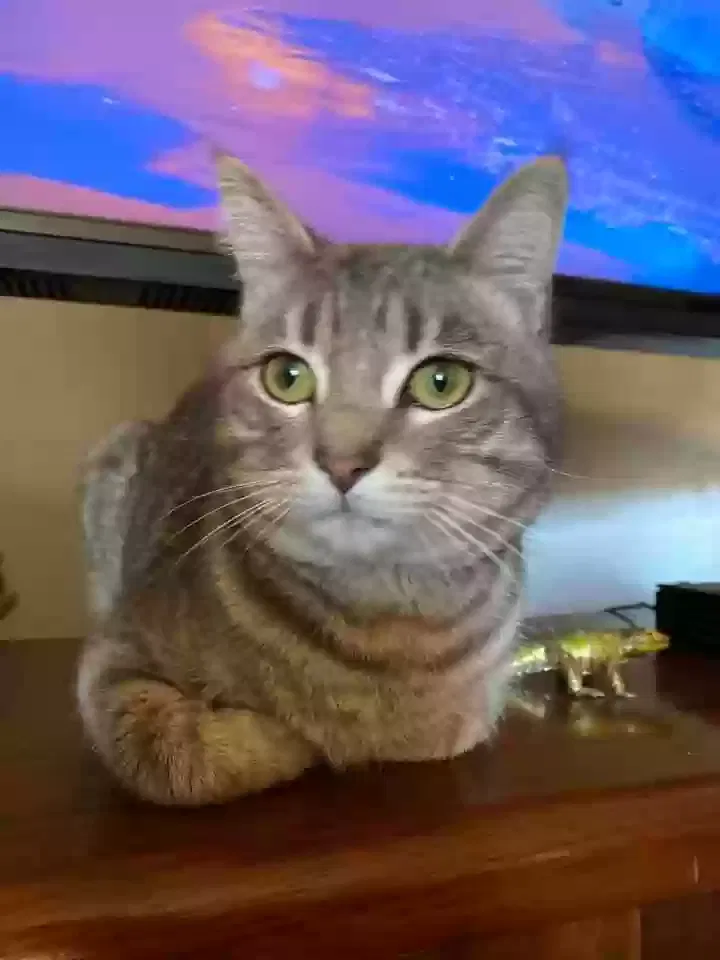 Lost cat in El Cajon, CA, 92021