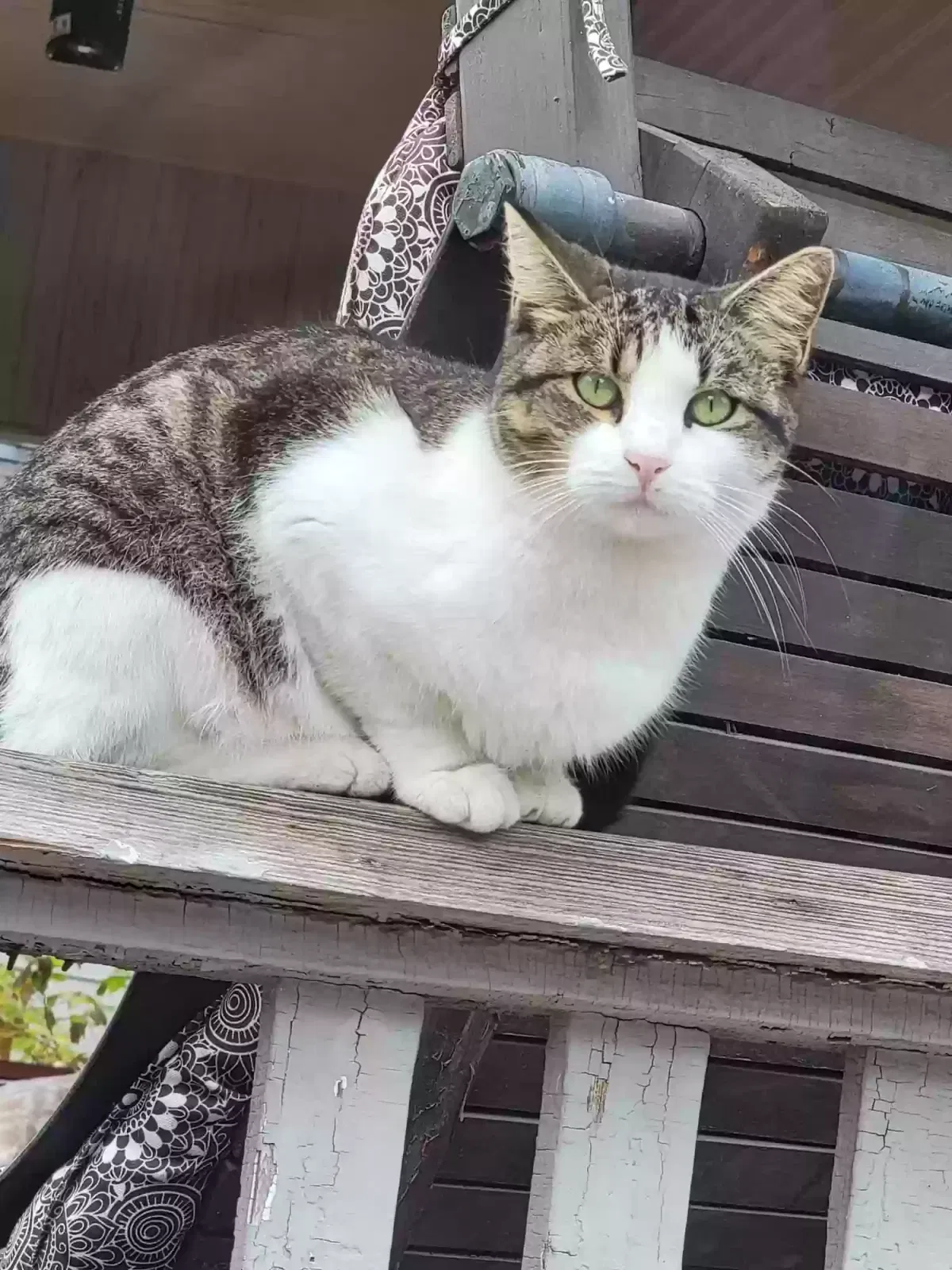 Lost cat in Wichita, KS, 67211