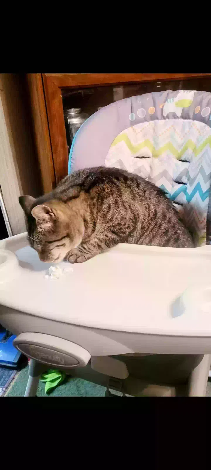 Lost cat in Lexington, SC, 29073