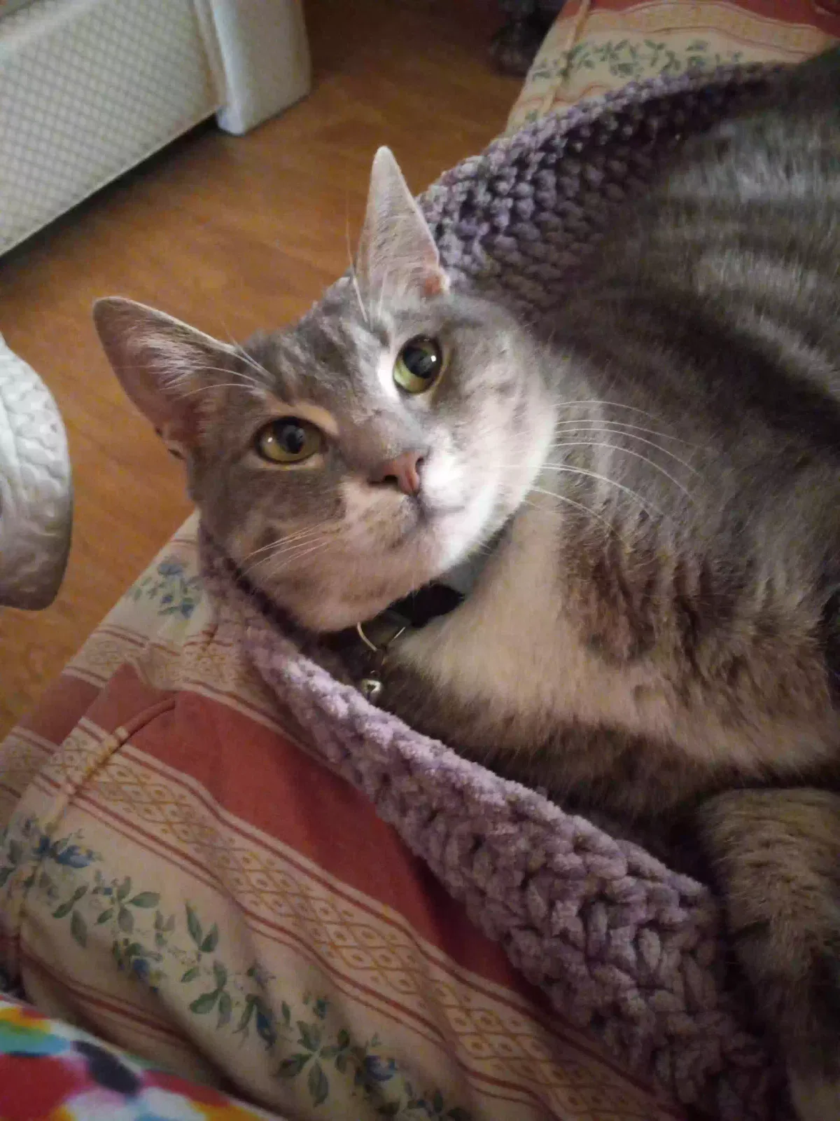 Lost cat in Arlington, TX, 76013