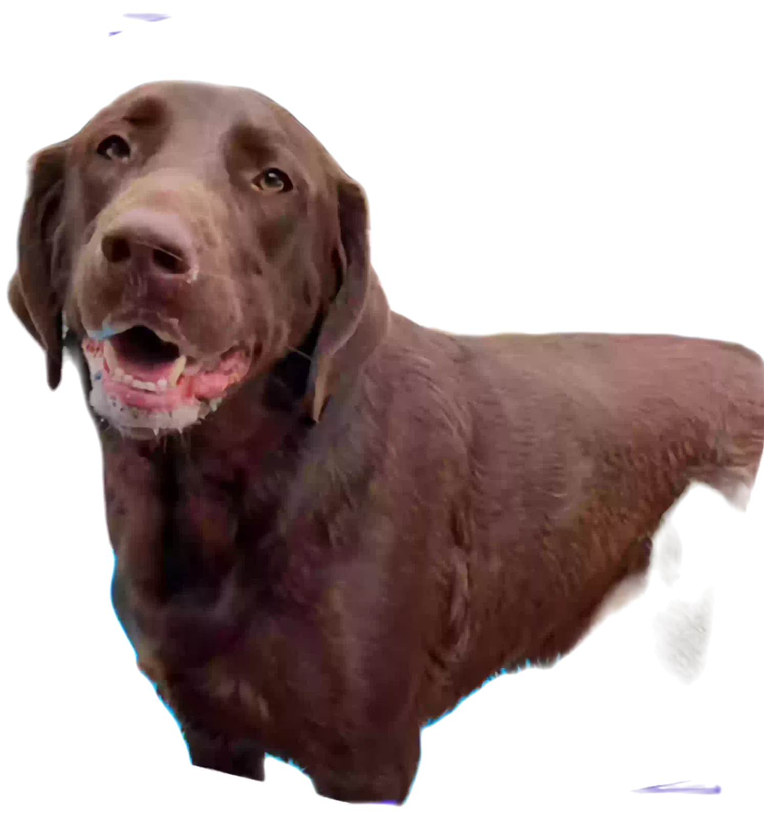 Lost dog in Dittmer, MO, 63023