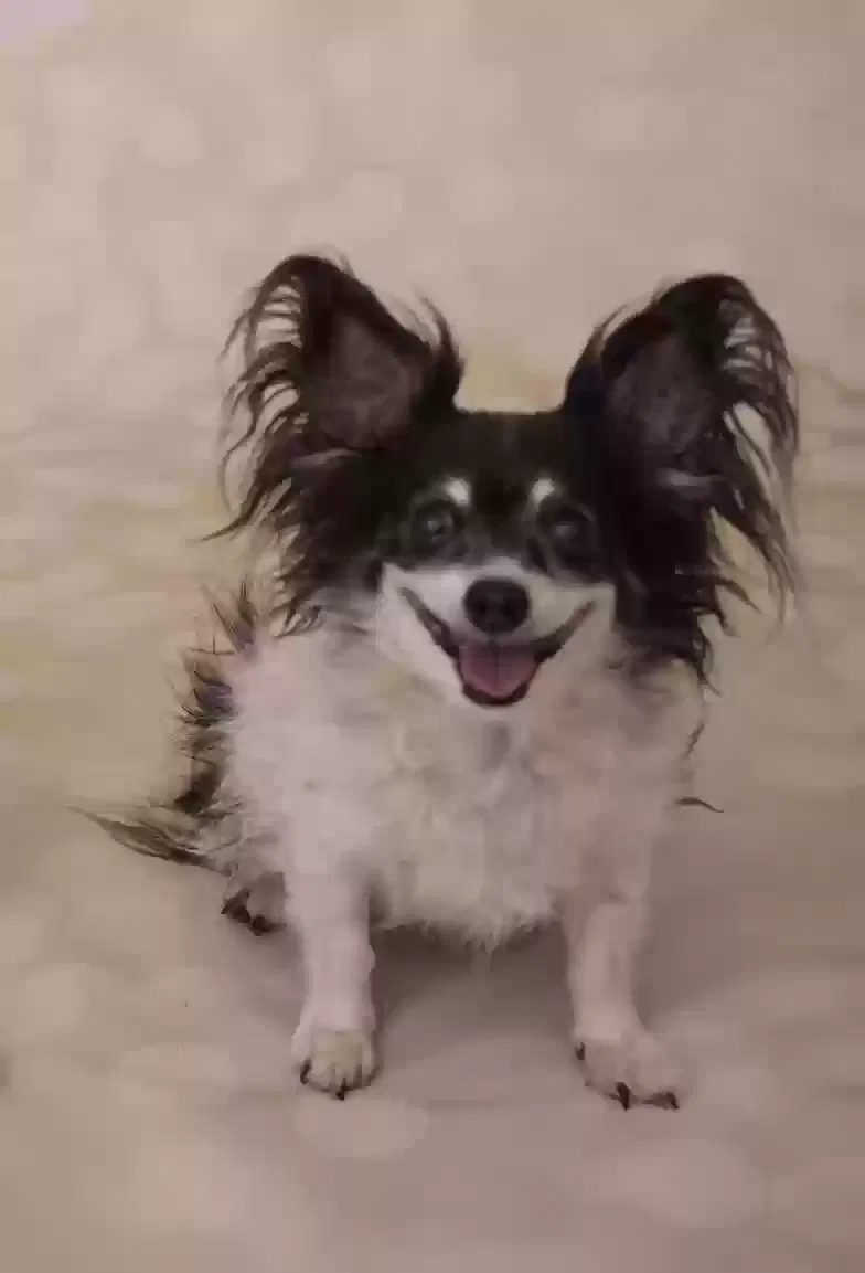 Lost dog in Vail, AZ, 85641