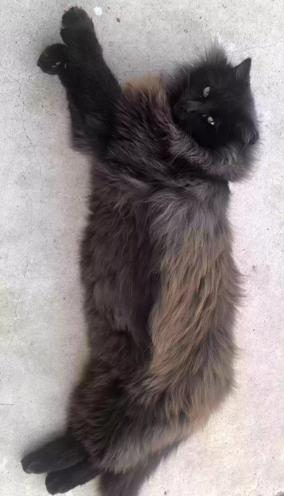Lost cat in Tulsa, OK, 74104