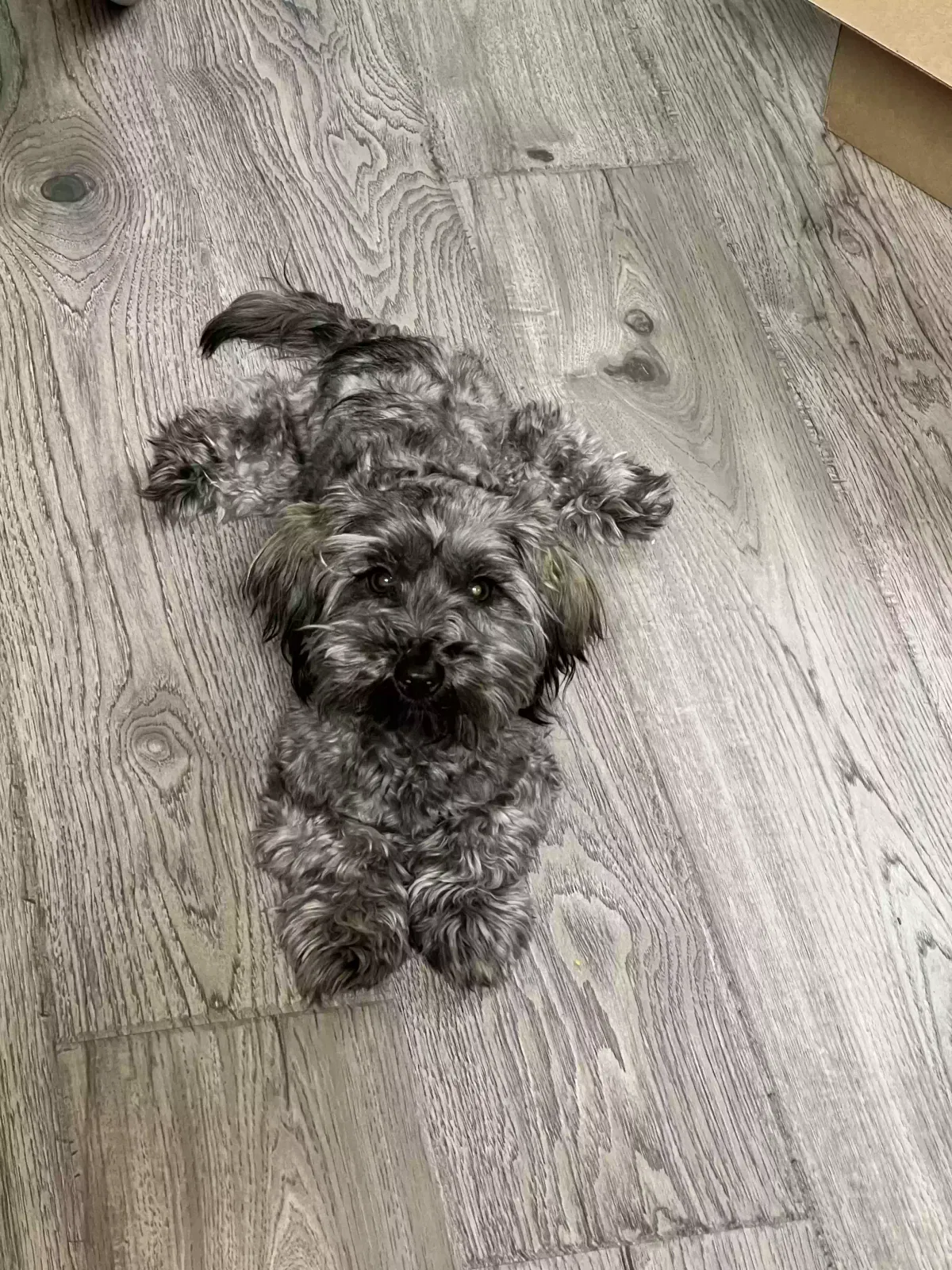 Lost dog in Lancaster, TX, 75134