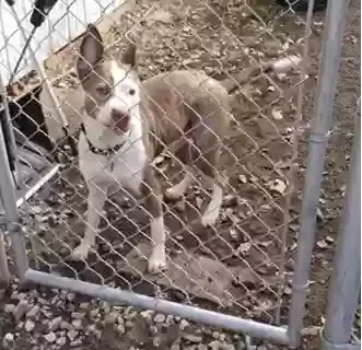 Lost dog in Terre Haute, IN, 47804