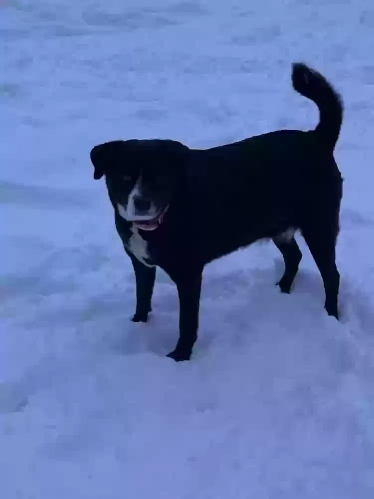 Lost dog in Athol, ID, 83801