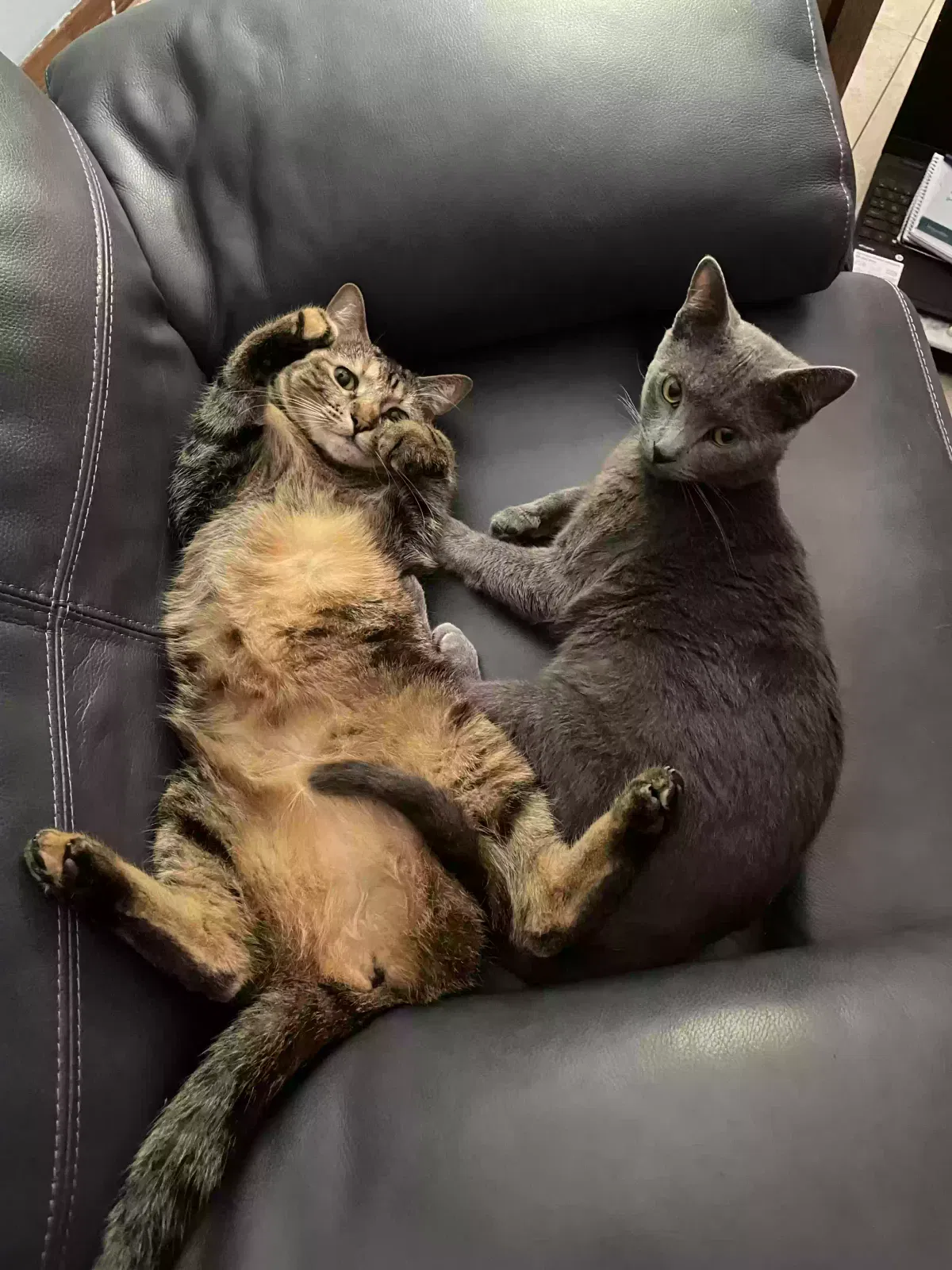 Lost cat in Pensacola, FL, 32514