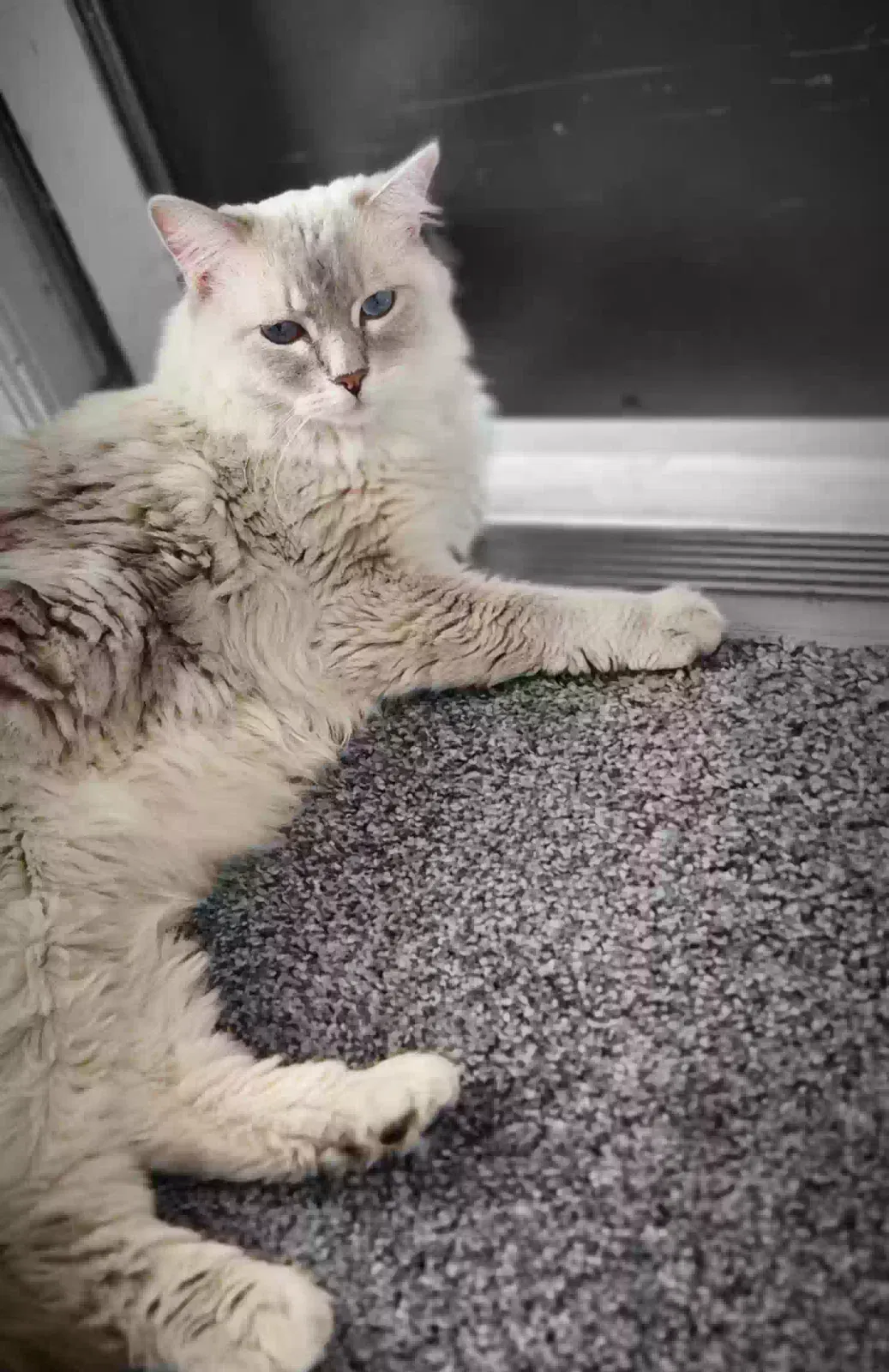 Lost cat in Portland, OR, 97202