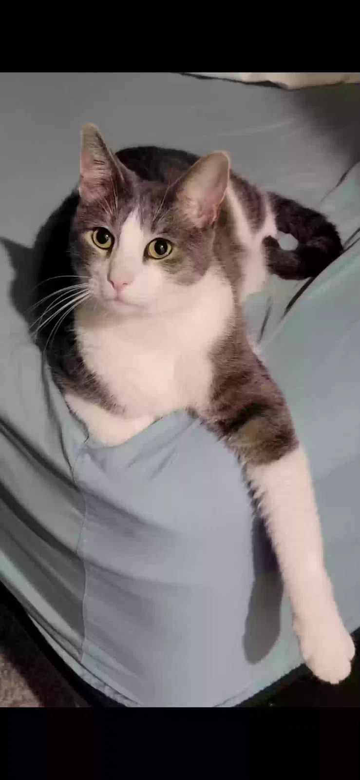 Lost cat in Austin, TX, 78744