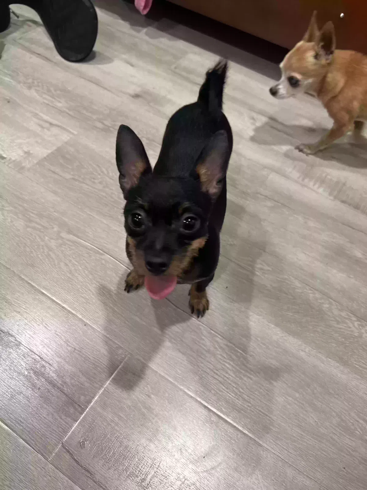 Lost dog in Los Angeles, CA, 90004