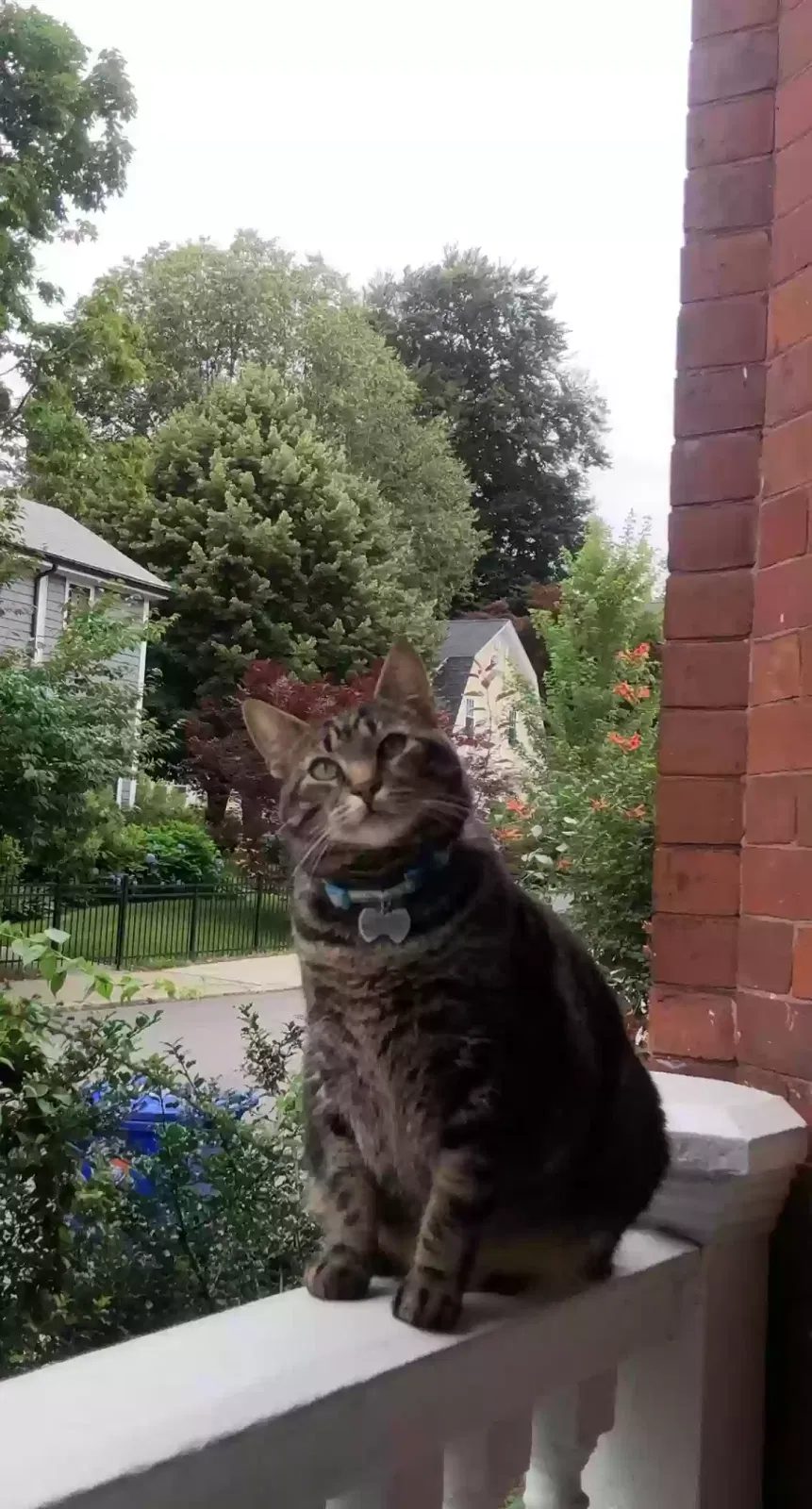 Lost cat in Brookline, MA, 2445