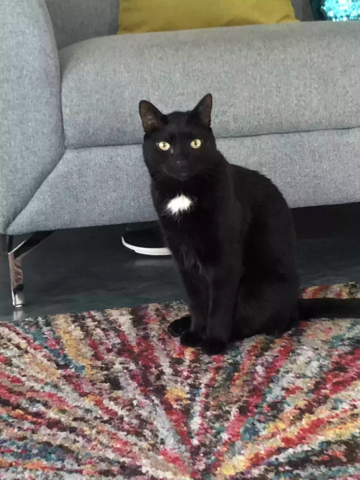 Lost cat in Queen Creek, AZ, 85142
