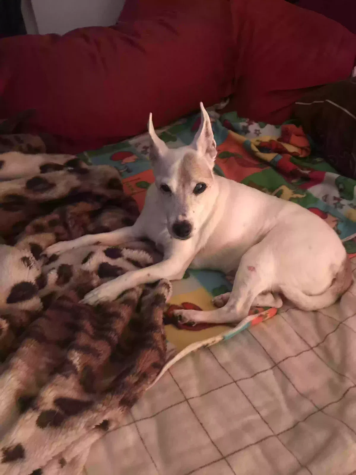 Lost dog in San Marcos, CA, 92078
