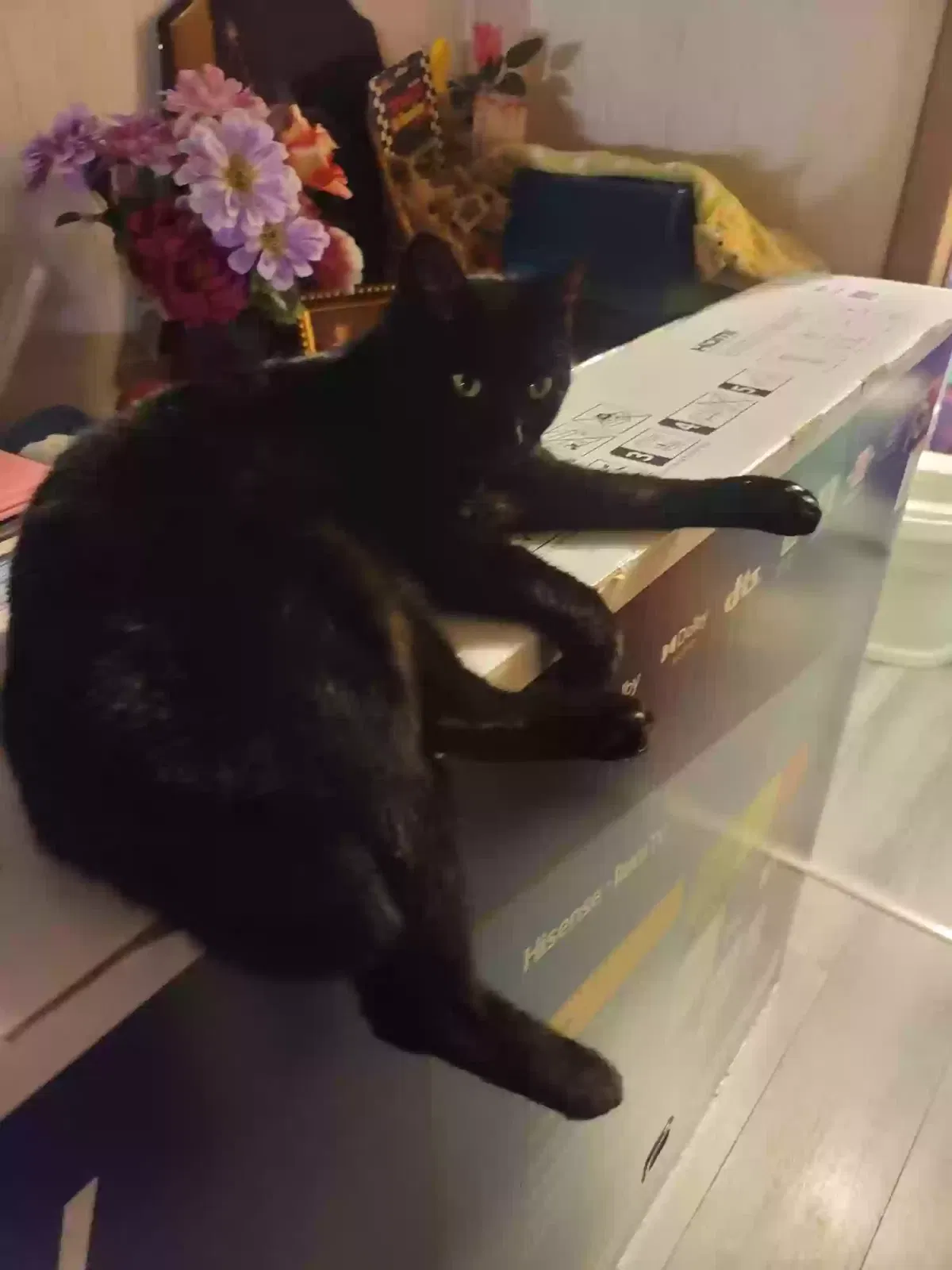 Lost cat in Sharon, SC, 29742
