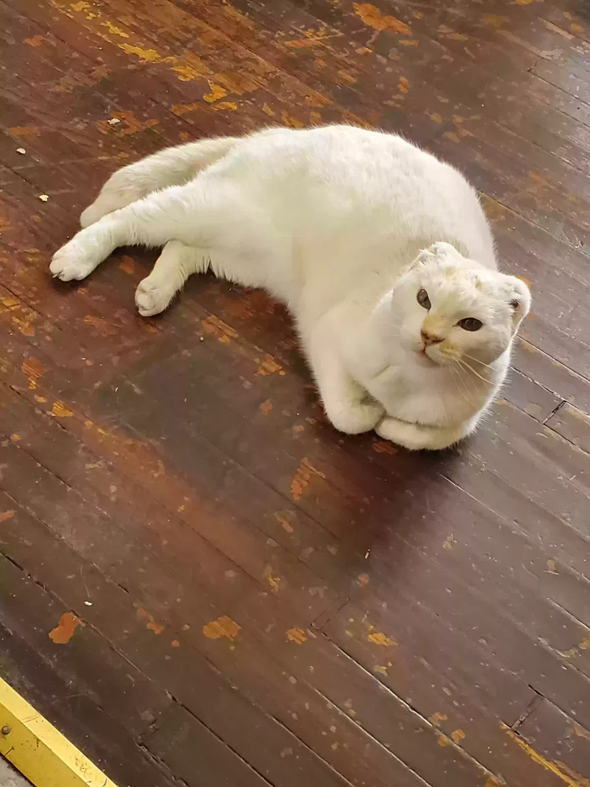 Lost cat in Ventura, CA, 93001