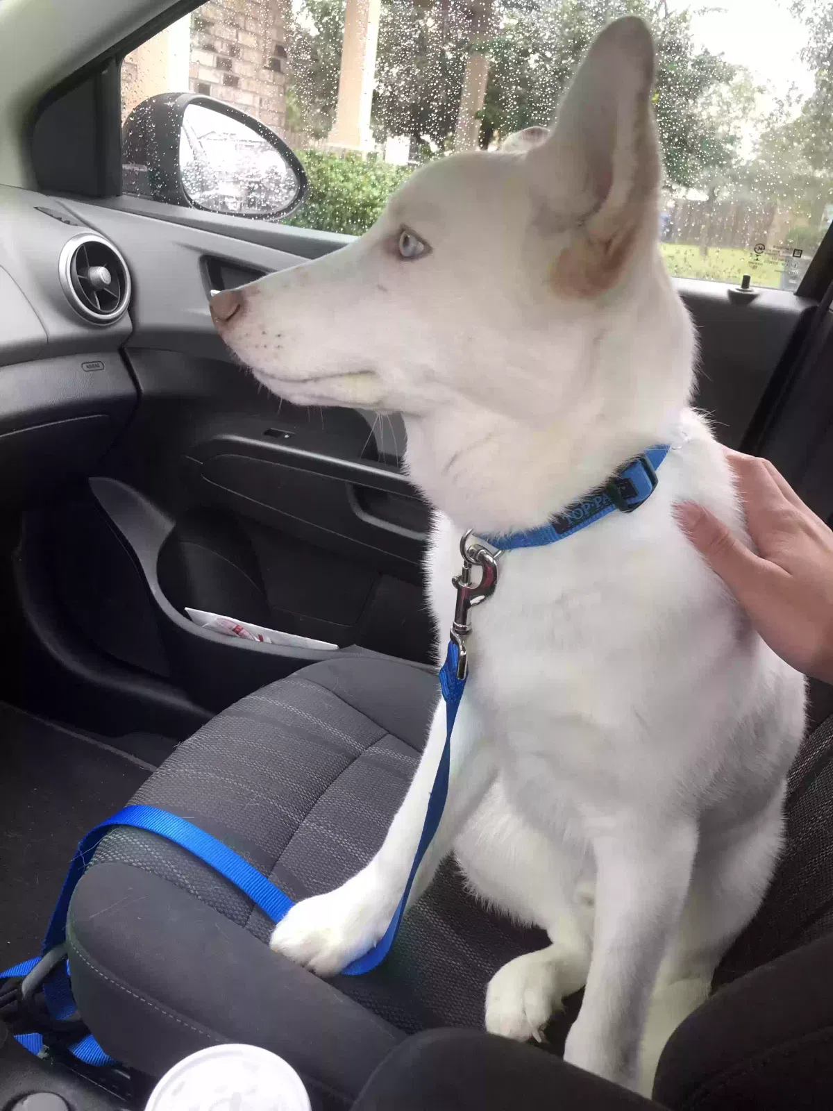 Lost dog in San Antonio, TX, 78244
