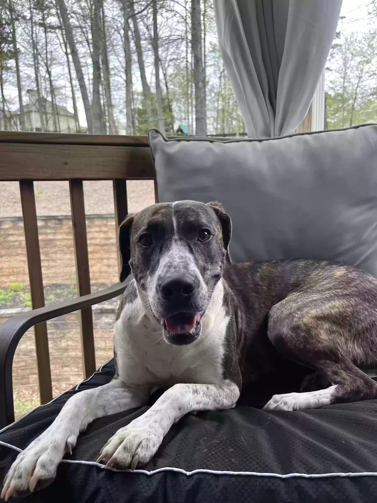 Lost dog in Gainesville, GA, 30506