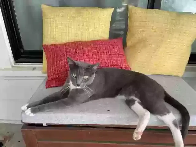 Lost cat in Austin, TX, 78722