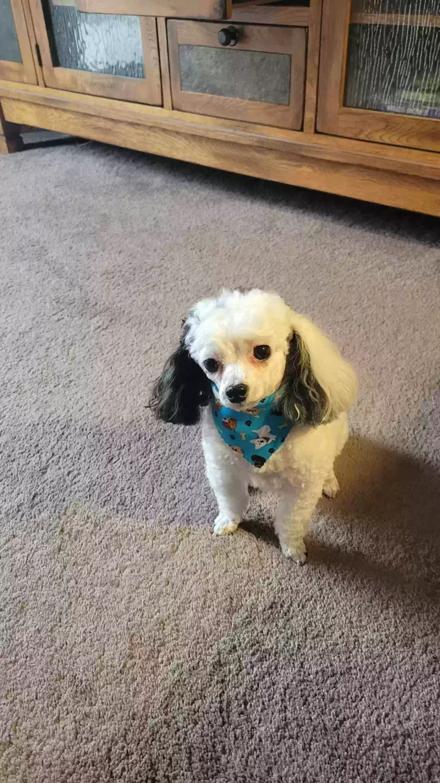 Lost dog in Forest Lake, MN, 55025