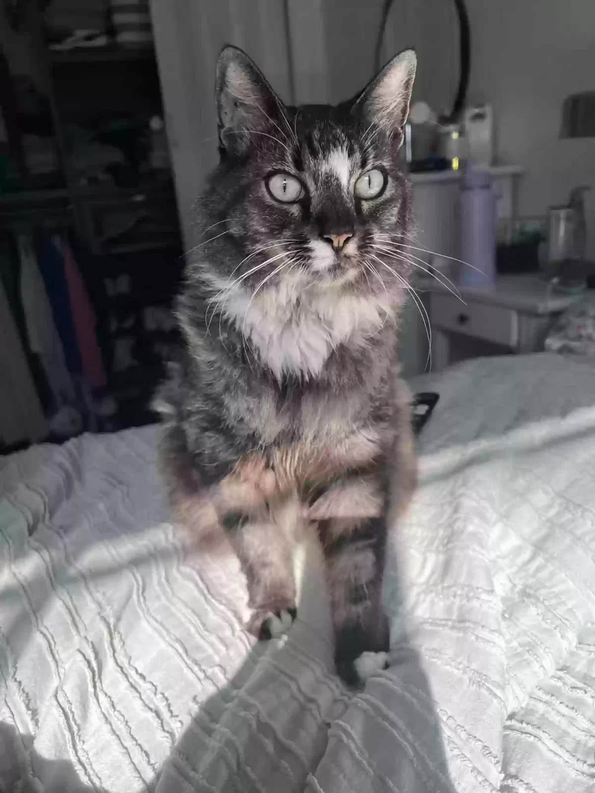 Lost cat in Palm Harbor, FL, 34683