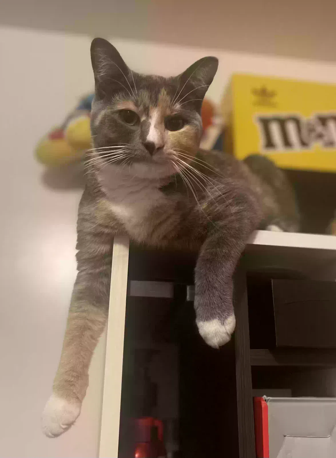 Lost cat in Brooklyn, NY, 11219