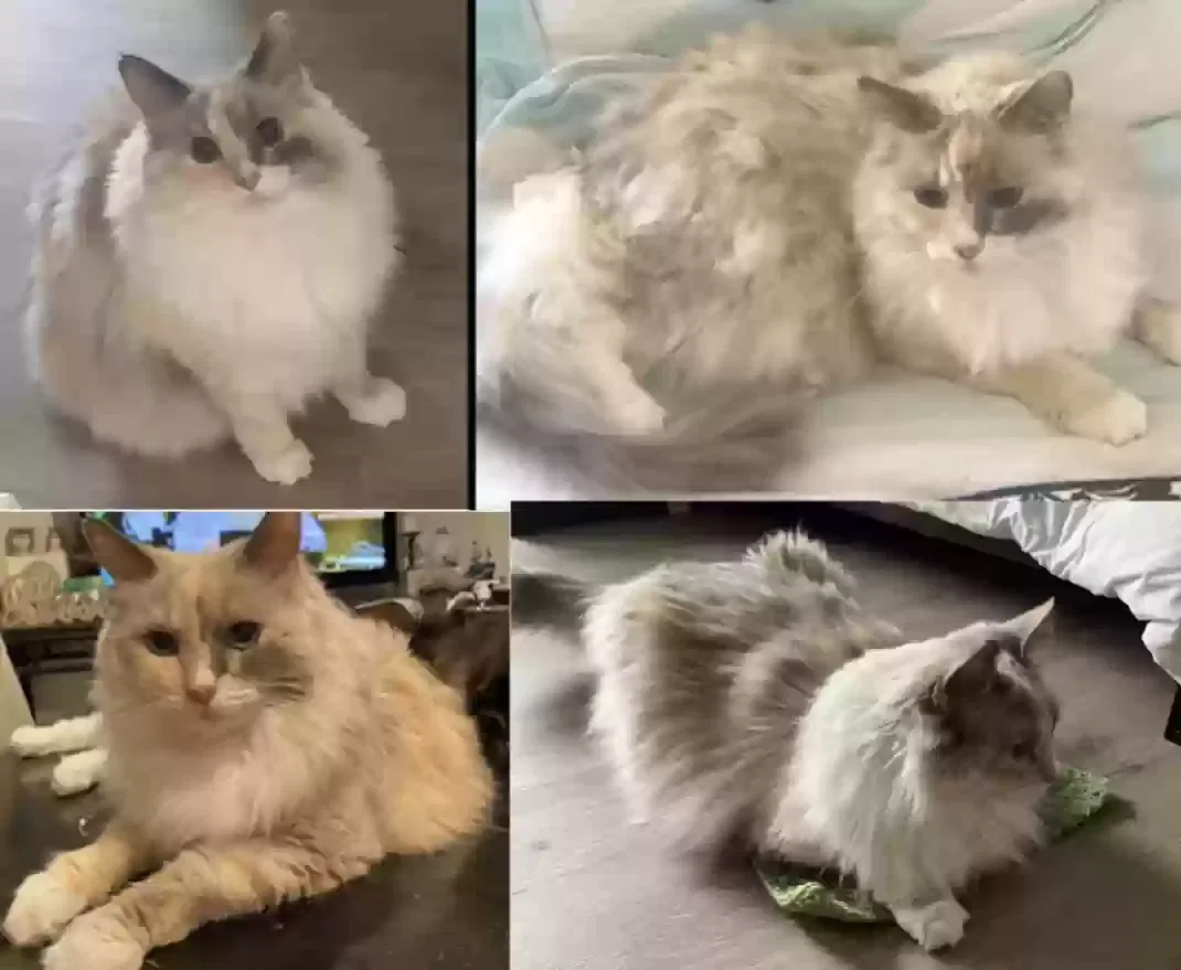 Lost cat in Fountain Valley, CA, 92708